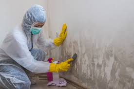 Why You Should Choose Our Mold Remediation Services in Brinckerhoff, NY